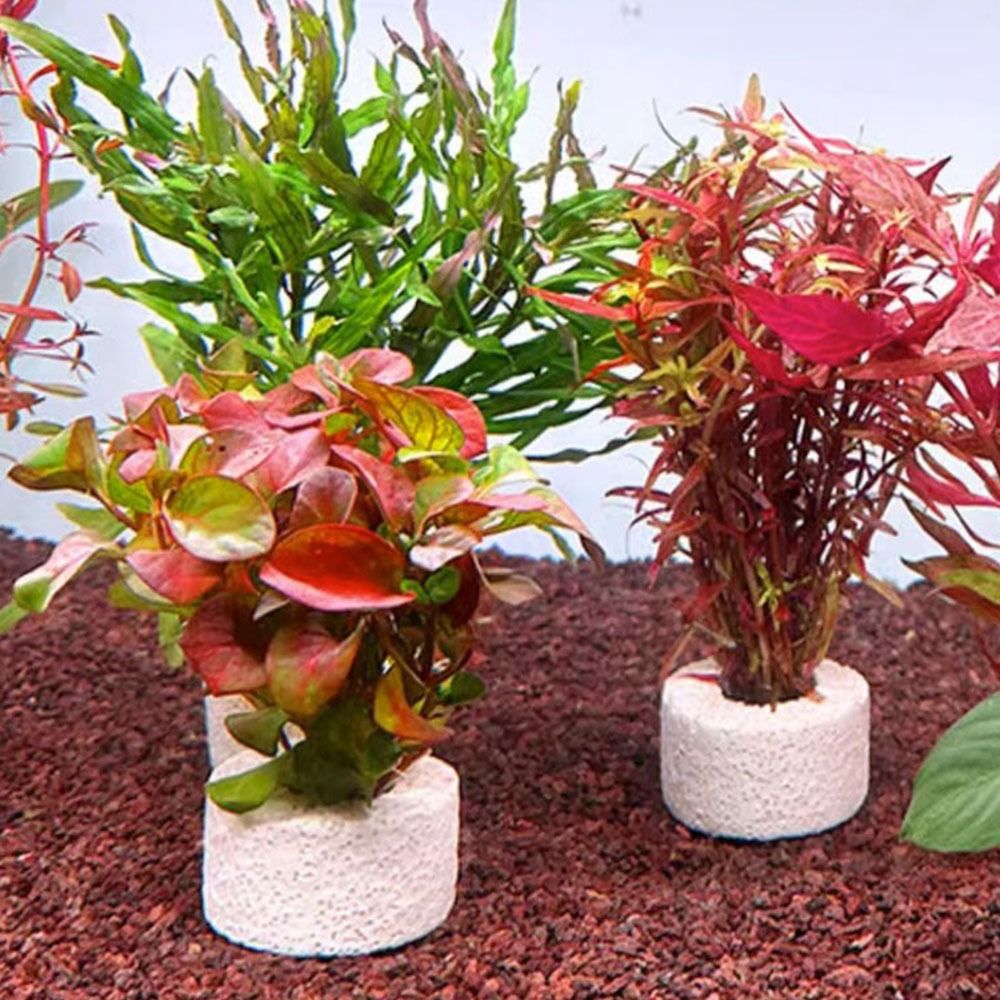 Planted Aquarium Pictures - 10Pcs Weighted Ring Aquatic Plant Fixing
