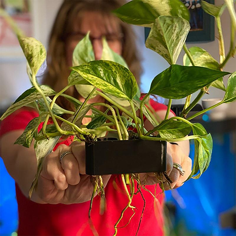 Aquarium Planted Setup - 1 2 3Pcs Aquarium Plant Support
