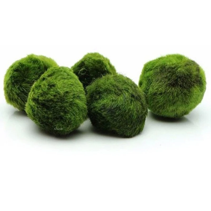 1Pcs 3-4cm Moss Balls Live Aqu - Planted Aquarium Maintenance ulasan dan harga
