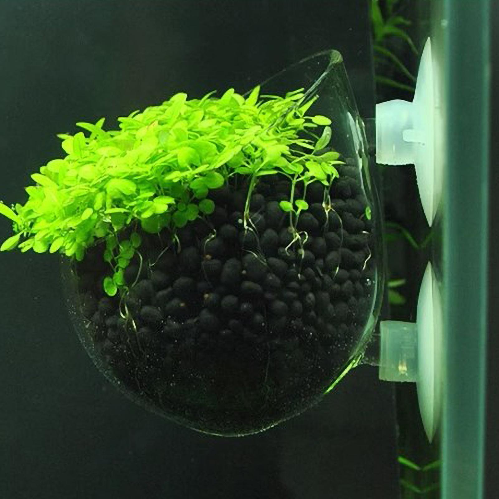 Aquarium Plant Holder Glass Aq - Planted Aquarium Maintenance ulasan dan harga