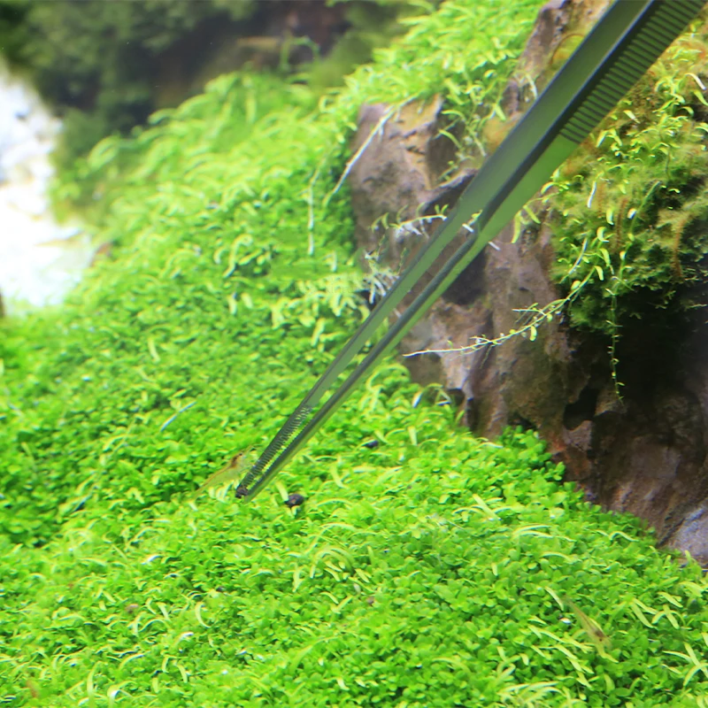 VIV ADA Quality Stainless Stee - Planted Aquarium Ada ulasan dan harga