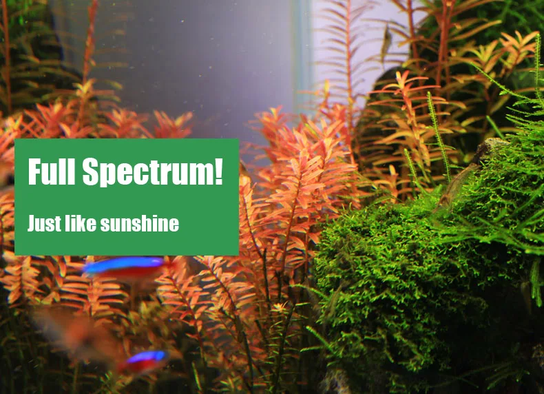 Chihiros C Series ADA Style Pl - Planted Aquarium Ada ulasan dan harga