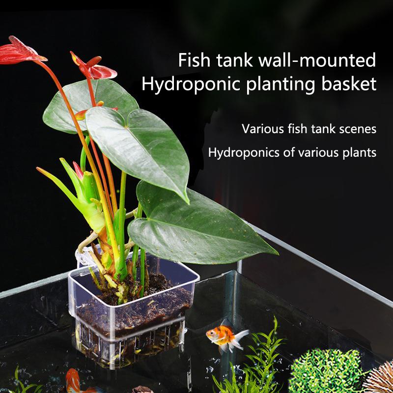 Aquarium Hydroponic Planting C - Aquarium Planted Setup ulasan dan harga