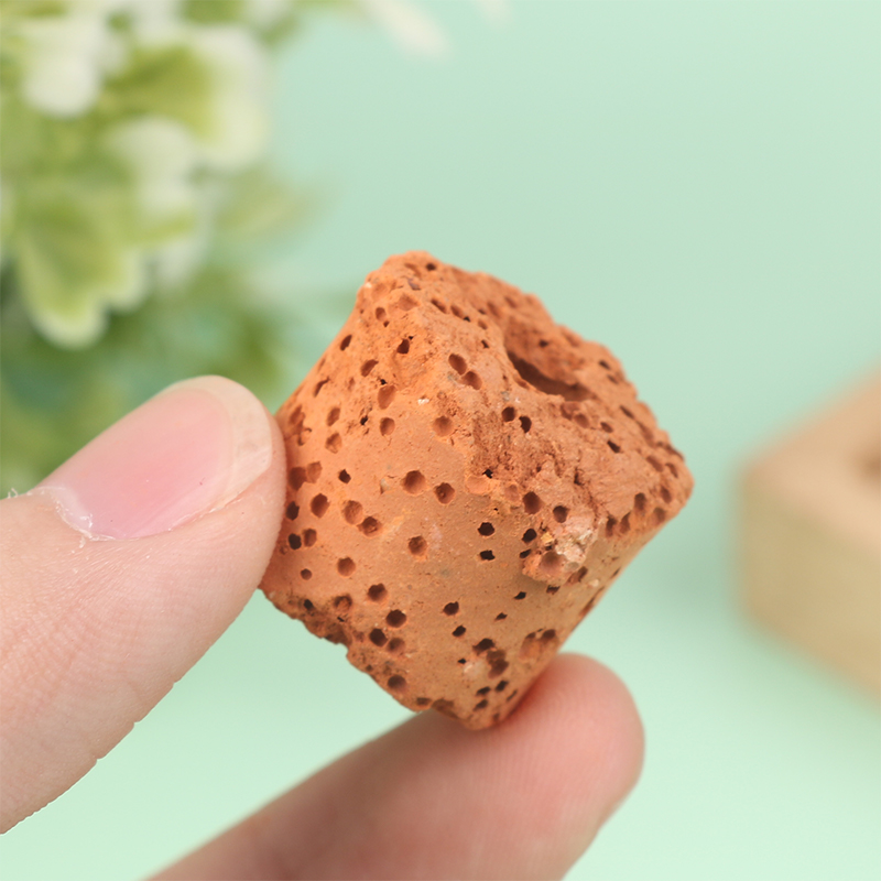 10Pcs Mini Aquatic Plant Ring  - Aquarium Planted Setup ulasan dan harga