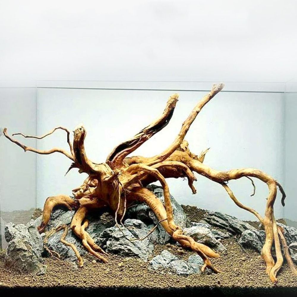20-25CM Large Aquarium Driftwo - Aquarium Plant Roots ulasan dan harga