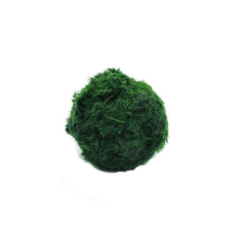 Marimo Moss Balls Live Aquariu - Aquarium Plant Roots ulasan dan harga