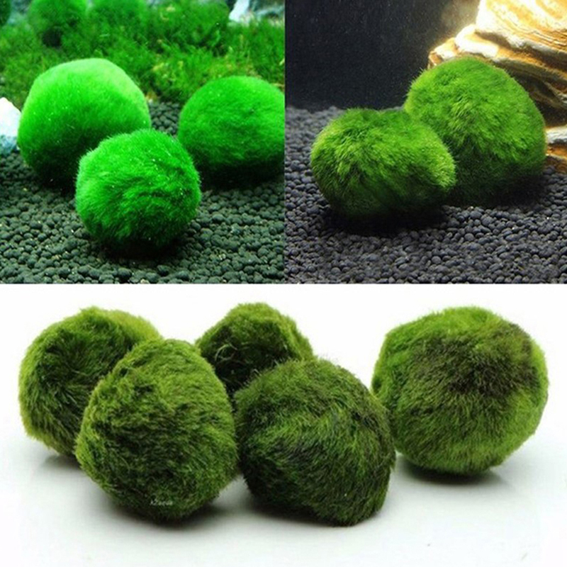 Marimo Moss Balls Live Aquariu - Aquarium Plant Roots ulasan dan harga