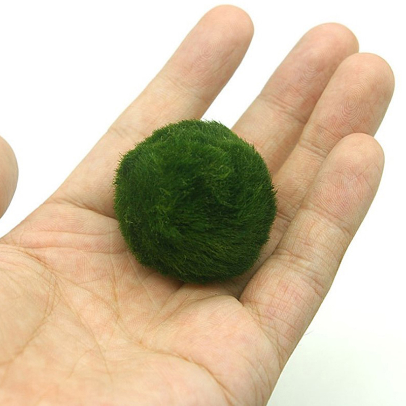 Marimo Moss Balls Live Aquariu - Aquarium Plant Roots ulasan dan harga
