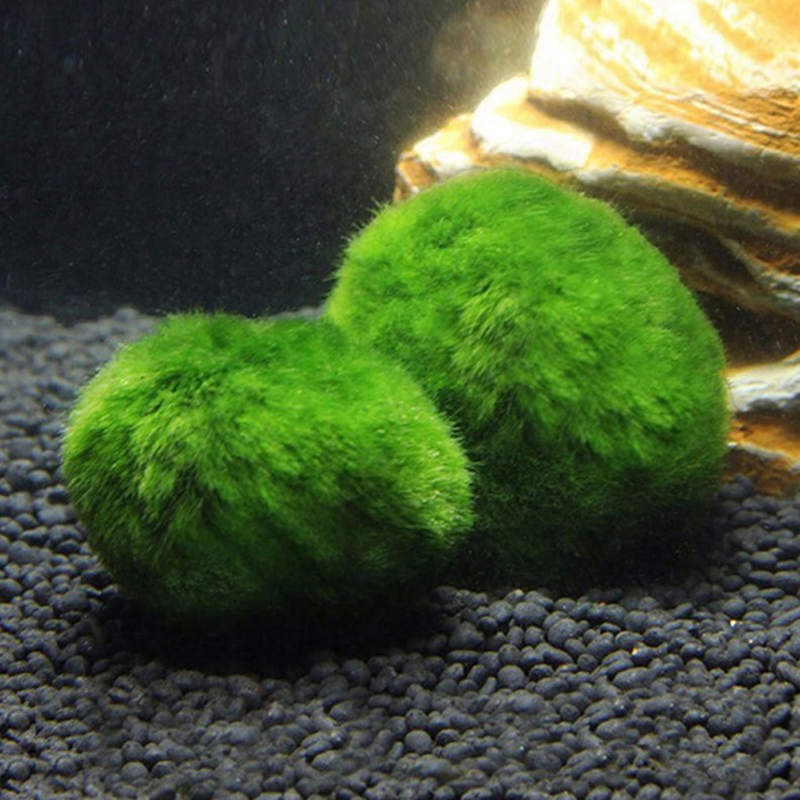 Marimo Moss Balls Live Aquariu - Aquarium Plant Roots ulasan dan harga