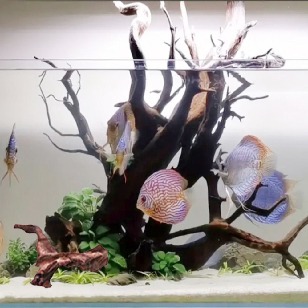 Creative Irregular Shape Coral - Aquarium Plant Roots ulasan dan harga