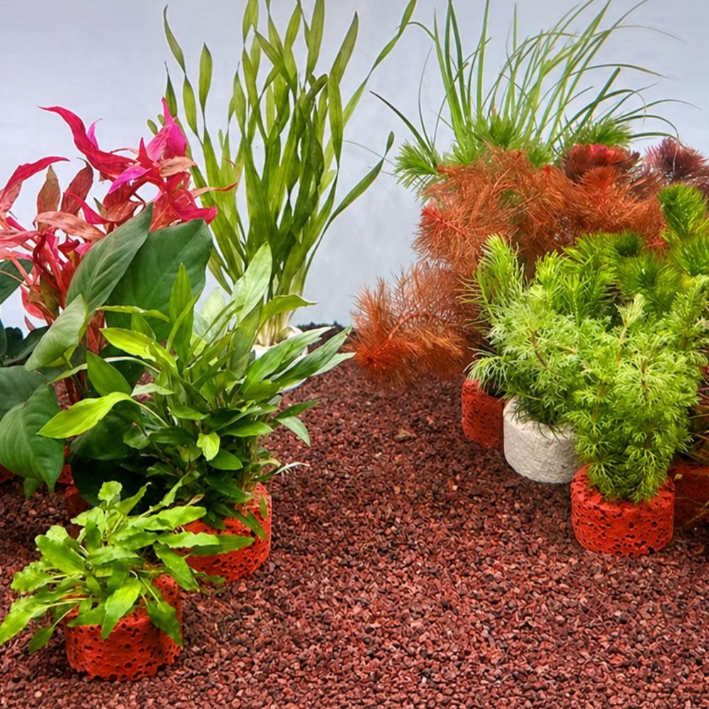 10Pcs Weighted Ring Aquatic Pl - Planted Aquarium Pictures ulasan dan harga