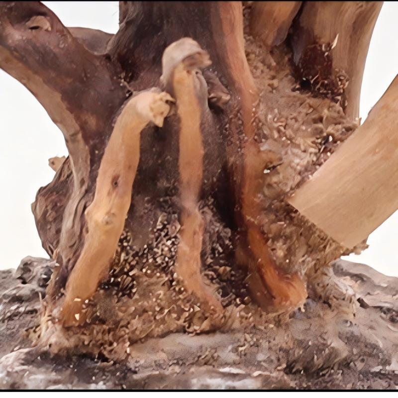 1PC Aquarium Landscaping Wood  - Aquarium Plant Roots ulasan dan harga
