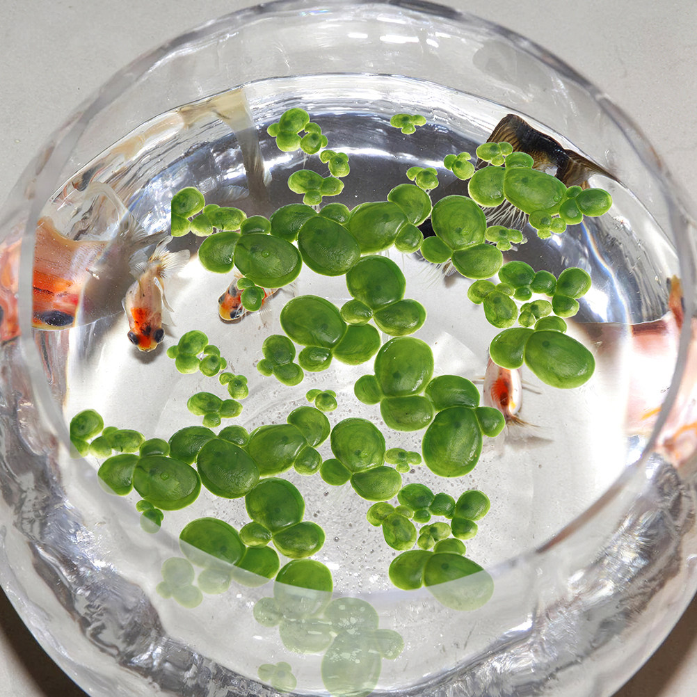 6Pack Artificial Floating Duck - Aquarium Plant Roots ulasan dan harga