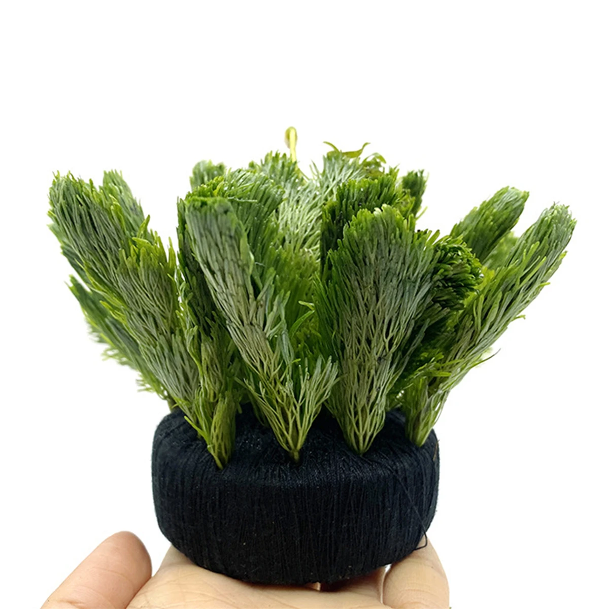 5Pcs Black Fish Tank Water Gra - Aquarium Plant Roots ulasan dan harga